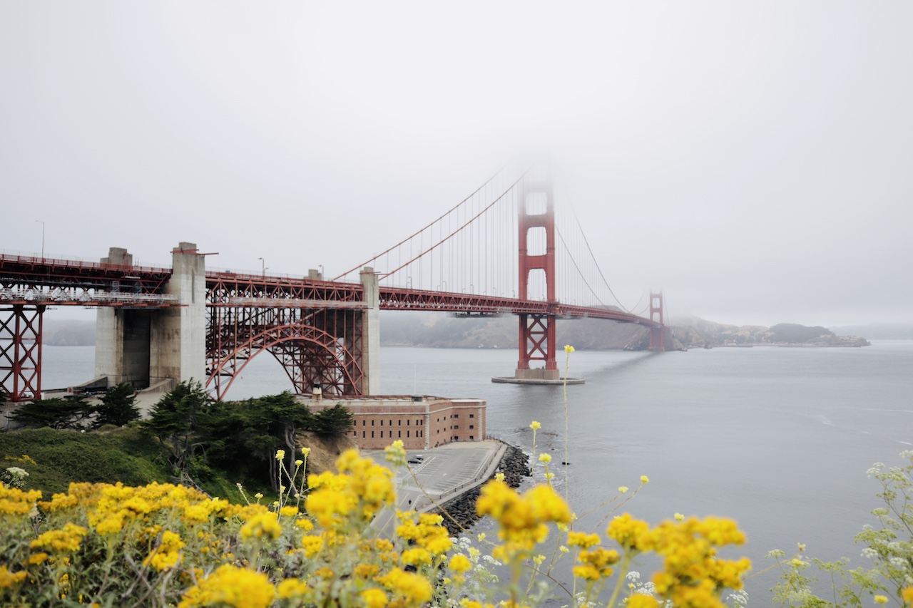 The Golden Gate Bridge on a foggy day, viewed from a vantage point with yellow flowers in the foreground.